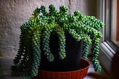 Burro's Tail